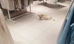 Sıcaklardan Bunalan Köpek Mağazaya Sığındı