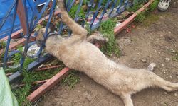 Demir korkuluklara sıkışan köpeği itfaiye ekipleri kurtardı