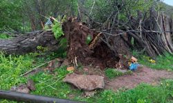 Tunceli’de fırtına nedeniyle hasar tespitine başlandı