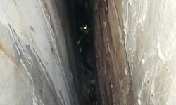 Bina boşluğuna düşen kedi, 7 saatlik operasyonla kurtarıldı