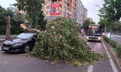 Batman'da şiddetli rüzgarın devirdiği ağaç park halindeki aracın üzerine düştü