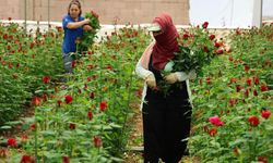 Anneler Günü öncesi gülde dikkat çeken fiyat marjı: Bahçede 5, çiçek sitelerinde 80-100 TL