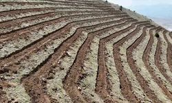 Niğde'nin Himmetli Köyü'nde 100 hektarlık alanda ağaçlandırma yapılacak