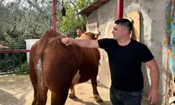 1 ton 200 kiloluk kurbanlık, araba fiyatına alıcısını bekliyor