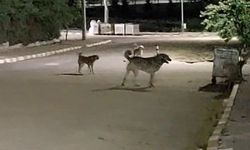 Malkara OSB'de gece saatlerinde toplanan köpekler tedirginliğe neden oluyor