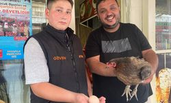 Tavuğun cesareti dönerciyi şaşkına çevirdi: Yumurtlamak için tavuk dönerciyi seçti