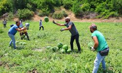 Tescilli Adana karpuzunda hasat başladı: Kilogramı 20-24 lira
