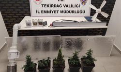 Dolaptan kenevir serası çıktı