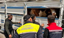 Tekirdağ'da kaçak hayvan sevkiyatına 105 bin TL ceza