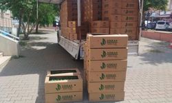 Muratlı'da çiftçiye fide desteği