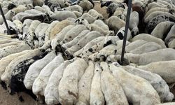 Karnı şiş kurbanlıklara dikkat: Yeme karıştırılan tuz ve sumak koyunları şişkin gösteriyor