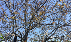 Değişken Hava Sıcaklıkları Doğayı Erken Yıprattı