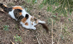Avcı Kedi Doğanın Dengesini Koruyor