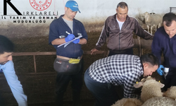Babaeski’de Küçükbaş Hayvanlar Aşılandı