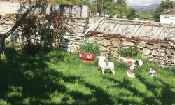 Kırklareli’nde Renkli Bahçe Köşesi İlgi Çekiyor