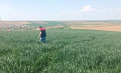 Tarlalar Kontrol Ediliyor