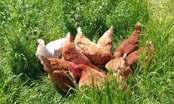 Kırklareli’de Tavuklar Özgür