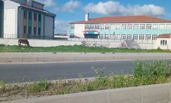 Kırklareli'nin Merkezinde İlginç Görüntü