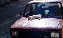 Güneş Banyosu Yapan Kedi İlgi Odağı Oldu
