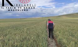Müsellim Köyü'nde Yerli Buğday Kontrolleri Sürüyor