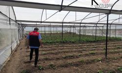 Babaeski’de Atıl Seralar Yeniden Üretime Kazandırılıyor