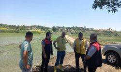 Pehlivanköy’de Çeltik Alanlarında Denetim ve Bilgilendirme