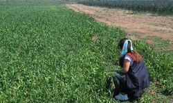 Kırklareli’nde Sorgum-Sudan Otu Ekilişleri Denetlendi