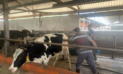 Hamitabat Köyü’nde Hayvanlara Aşılama ve Kontrol