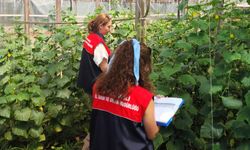 Lüleburgaz’da Hıyar ve Domates Fide Kontrolleri Sürüyor