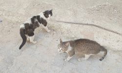 Mahallenin Aslanları Yine Kapıştı