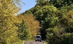 Tekirdağ'da ormanlara girişler yasaklandı