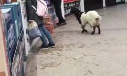 Sahibinden kaçan keçi, rakip firmanın dükkanını soydu