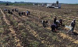 Hasadı süren patateste fiyat 7 liraya kadar geriledi