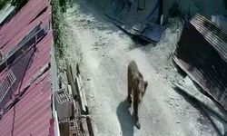 Yiyecek bulamayan ayılar mahalle ve köylere inmeye başladı