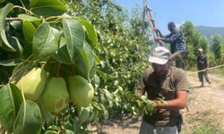 Tonlarca armut ve şeftaliyi koparıp yere atıyorlar