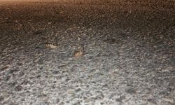 Elazığ'da çekirge istilası: Yüzlercesi yolu kapattı