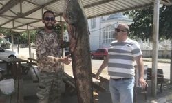 İpsala'da ağlara 80 kilo ağırlığında yayın balığı takıldı