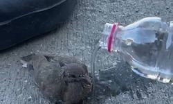 Bitkin düşen kuşu esnaf yemek ve suyla besledi