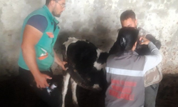 Pınarhisar’da Hayvan Sağlığı İçin Rutin Aşılama Sürüyor