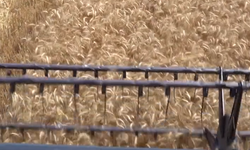 “Halkın Tarlasından Halkın Sofrasına” Dördüncü Hasat
