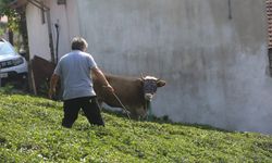 Kaçan kurbanlık sahiplerini peşinden koşturdu