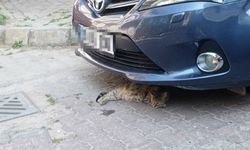 Sıcak Hava Sadece İnsanları Değil Hayvanları Da Etkiliyor