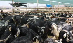 Kırklareli, Kurban Bayramı'na Hazır