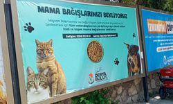 Kedi ve Köpekler İçin Mama Desteği Çağrısı