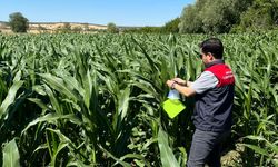Mısır Tarlalarına Zararlı Takibi İçin Feromon Tuzakları Kuruldu