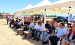 Müsellim Köyü’nde Yerli ve Milli Buğday Hasadı Yapıldı