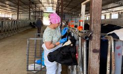 Koruköy’de Arilik İçin Kan Numunesi Alındı