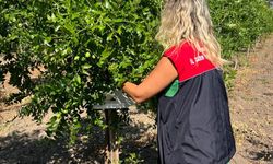 Lüleburgaz’da Akdeniz Meyve Sineğine Karşı Tuzak Kuruldu