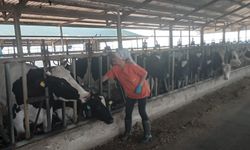 Babaeski’de Hayvanlara Rutin Aşılama