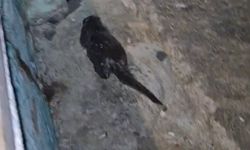 Tekirdağ'da Marmara Denizi kıyısında su samuru yavrusu görüntülendi